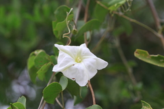 Rivea hypocrateriformis